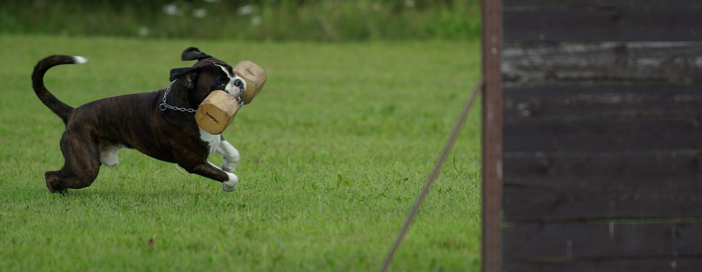 Boxer med apport som ska hoppa över ett hinder