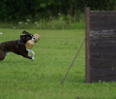 Boxer med apport som ska hoppa över ett hinder