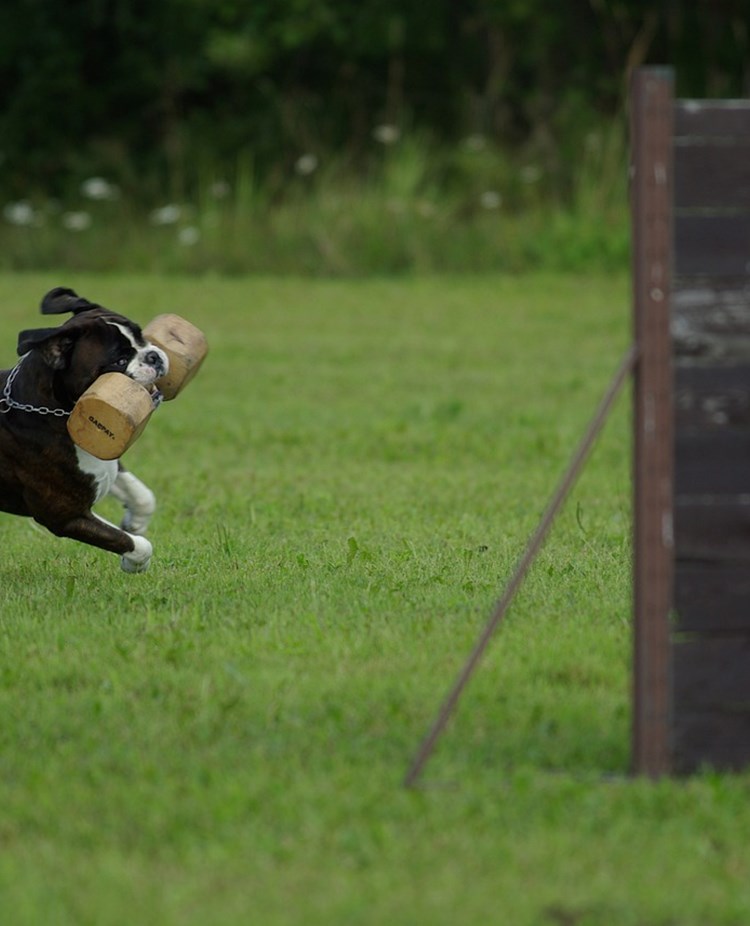 Boxer med apport som ska hoppa över ett hinder