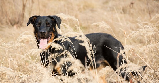 Beauceron som står på ett fält