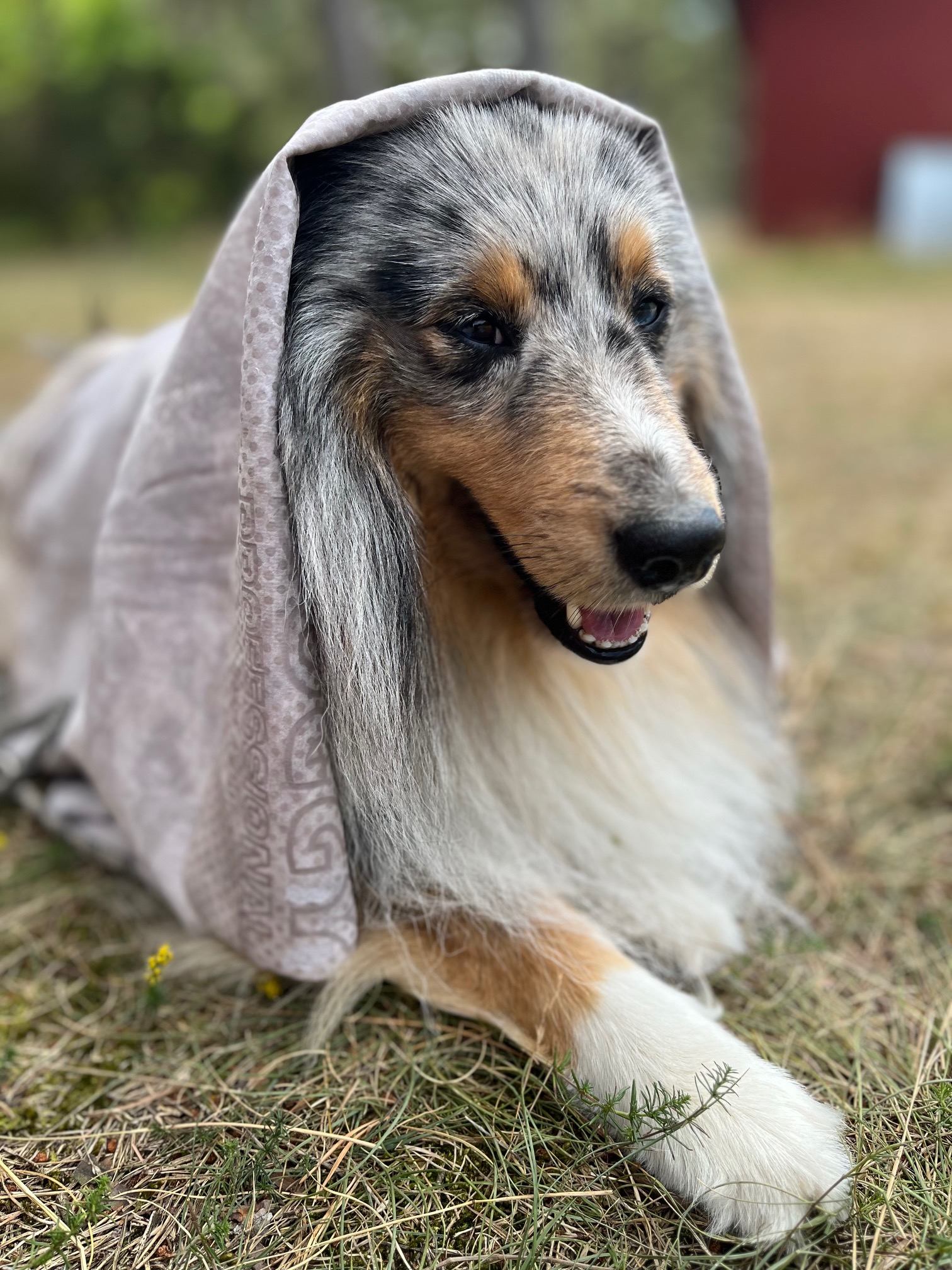 Hund i svalkande handduk