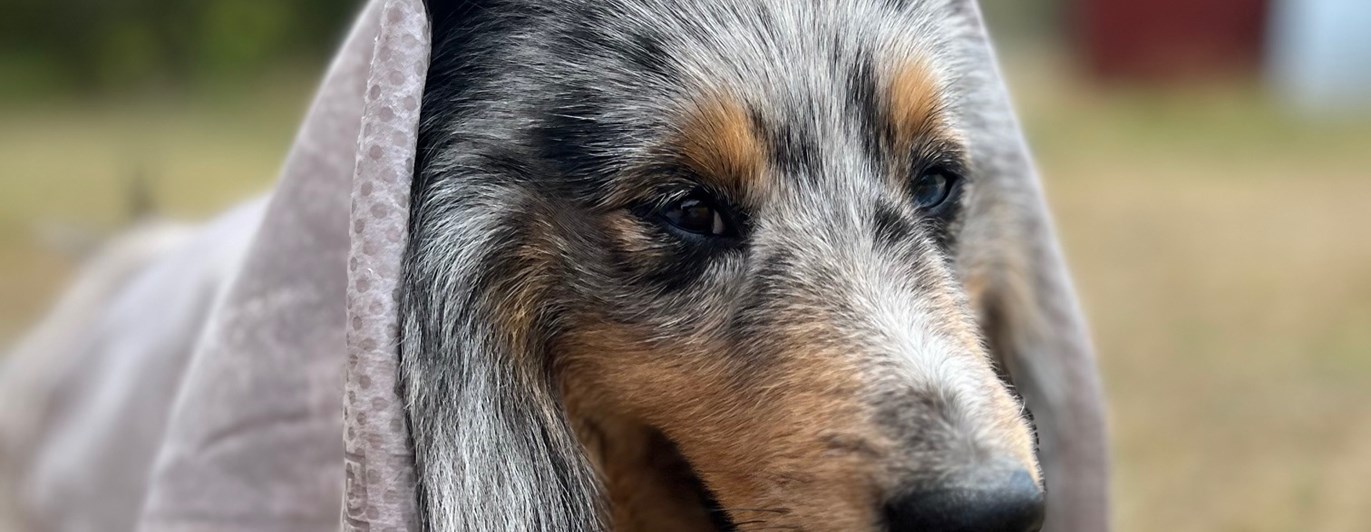 Hund i svalkande handduk