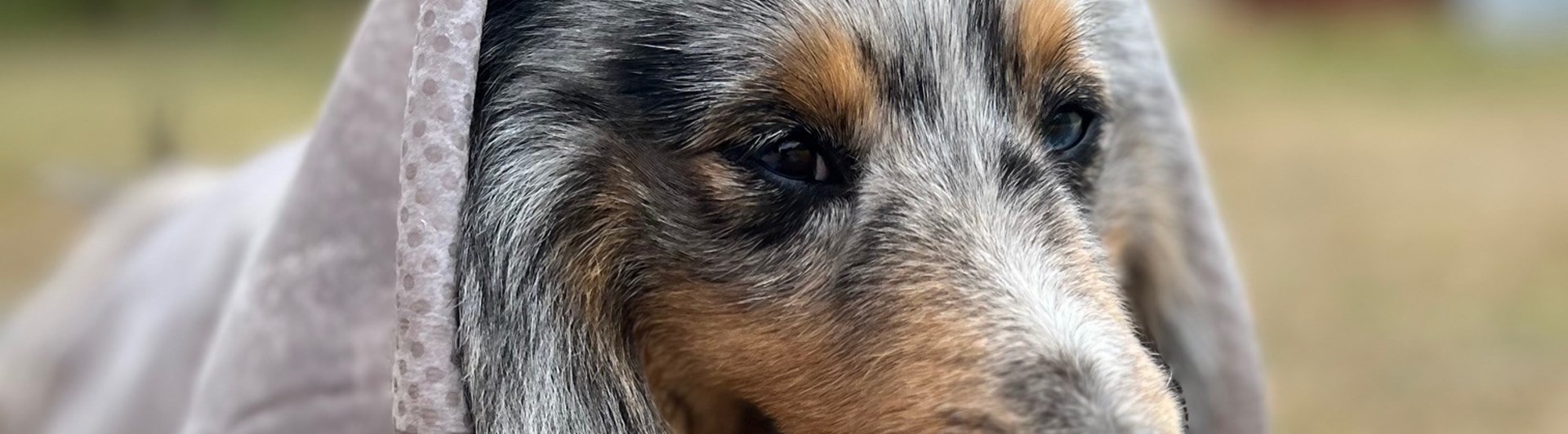 Hund i svalkande handduk