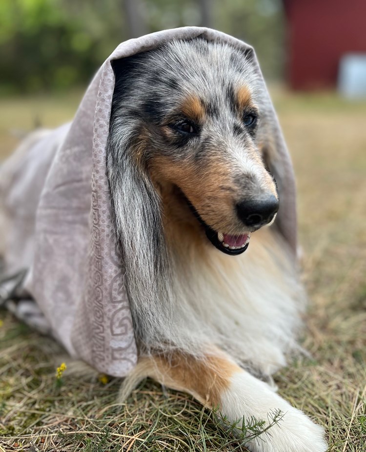 Hund i svalkande handduk