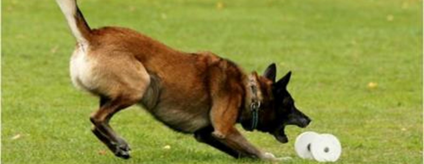 Brukslydnad malle ska greppa tungapport