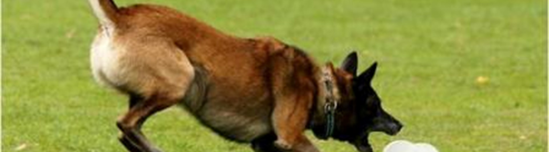 Brukslydnad malle ska greppa tungapport