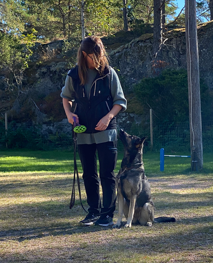 Schäfern Aika sitter fint vid sin förares vänstra sida. Föraren har en leksak i handen