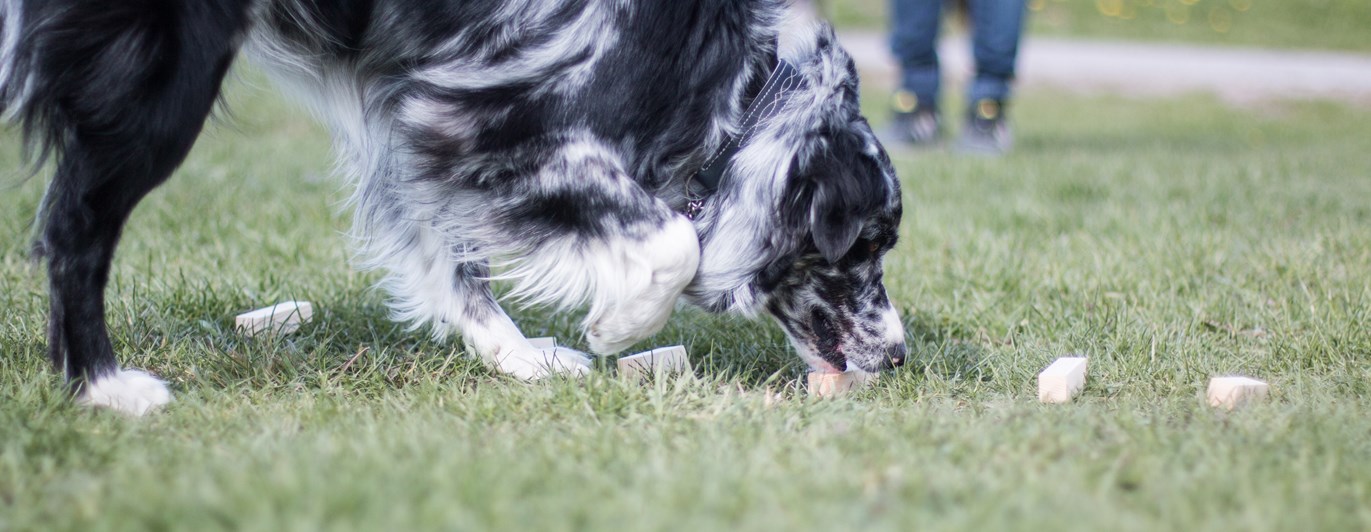 Australian Shepherd under momentet vittringsapportering