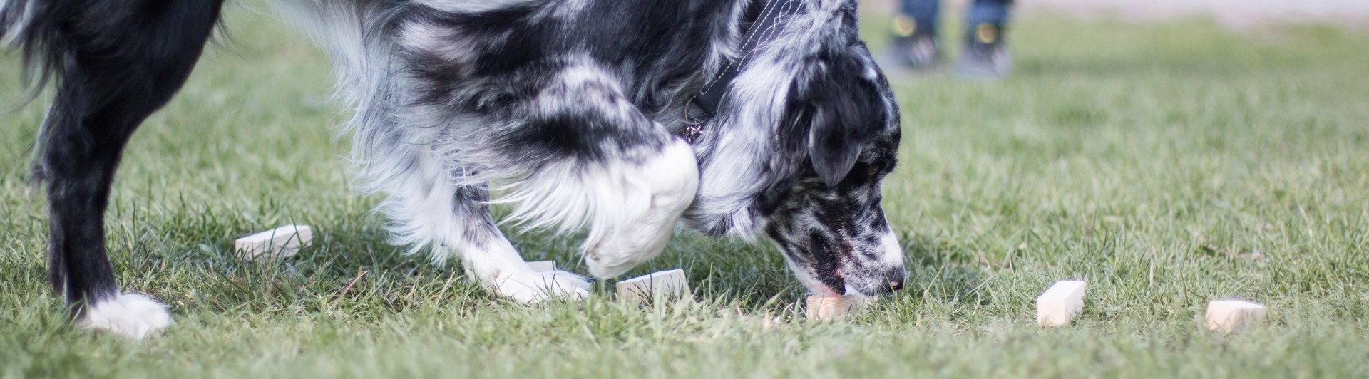 Australian Shepherd under momentet vittringsapportering