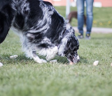 Australian Shepherd under momentet vittringsapportering