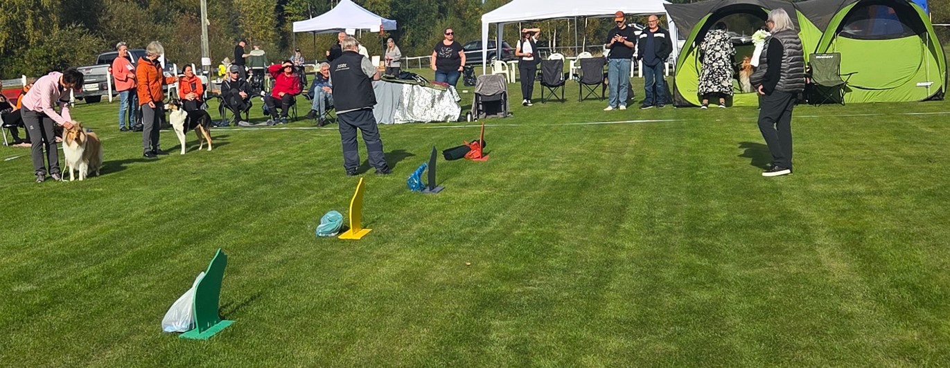 Bild från en hundutställning