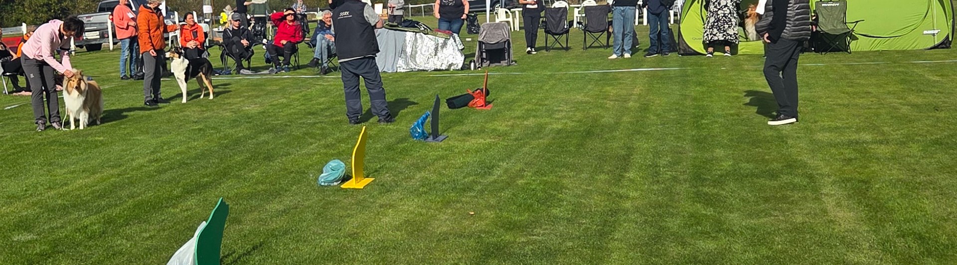 Bild från en hundutställning