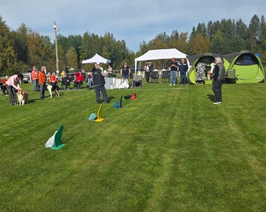 Bild från en hundutställning