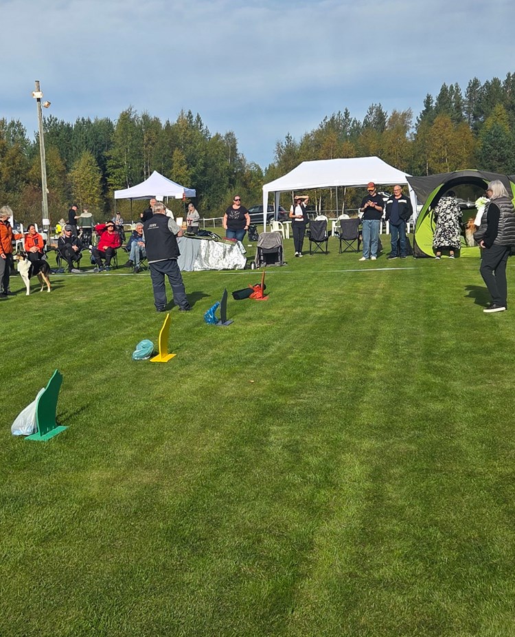 Bild från en hundutställning