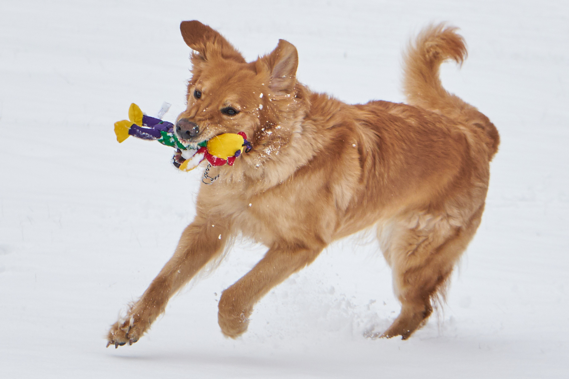 Hovawart leker i snö