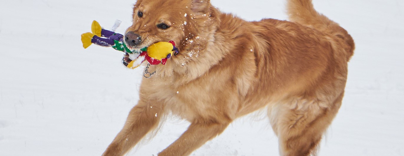 Hovawart leker i snö