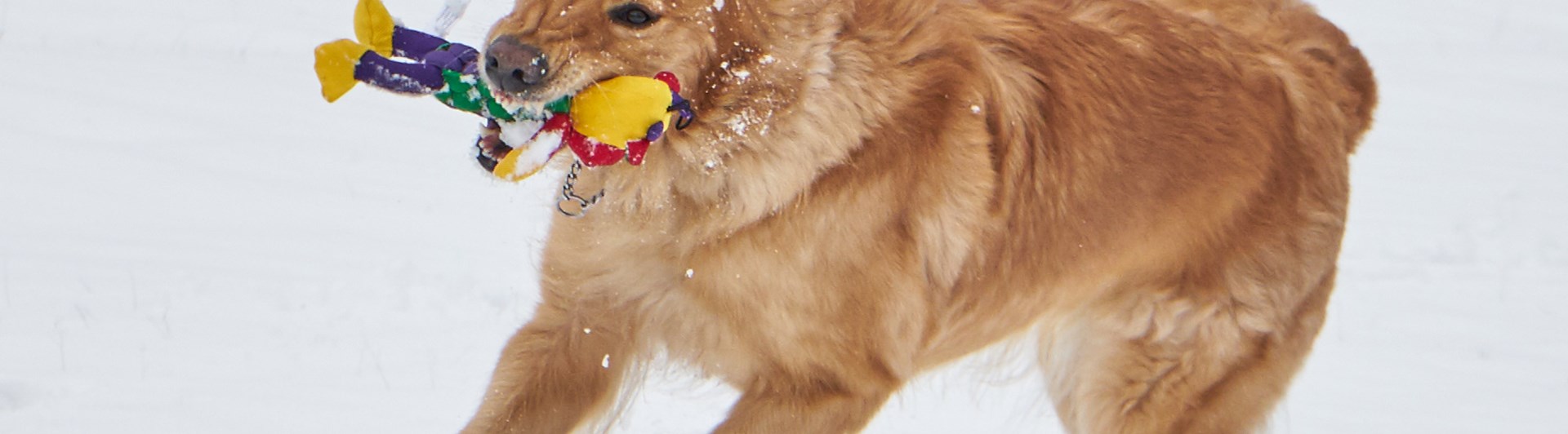 Hovawart leker i snö