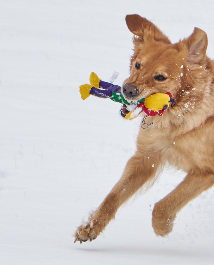 Hovawart leker i snö