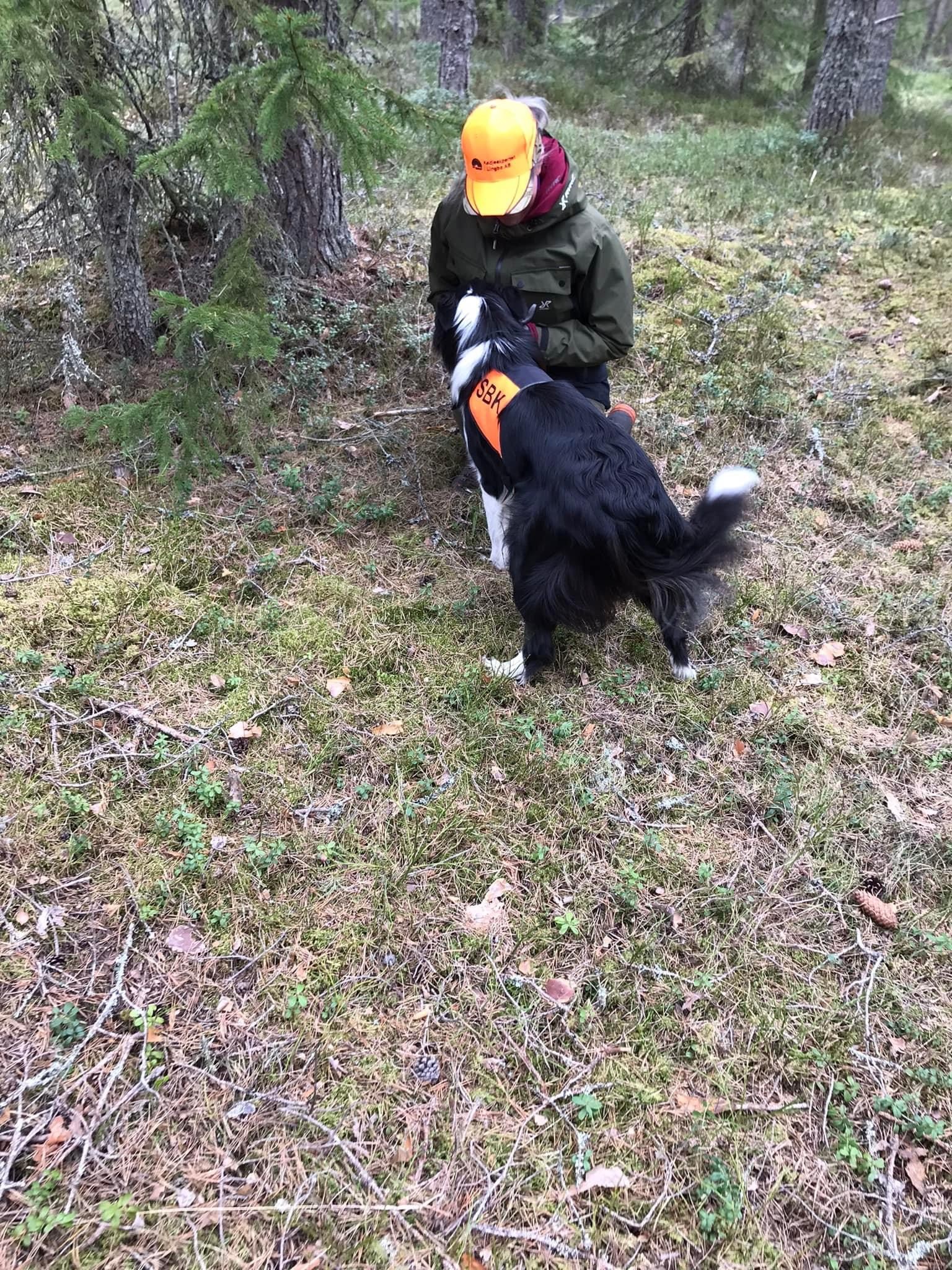 En hund med SBK-tjänstetecken får godisbelöning av en figurant som gömt sig i skogen.