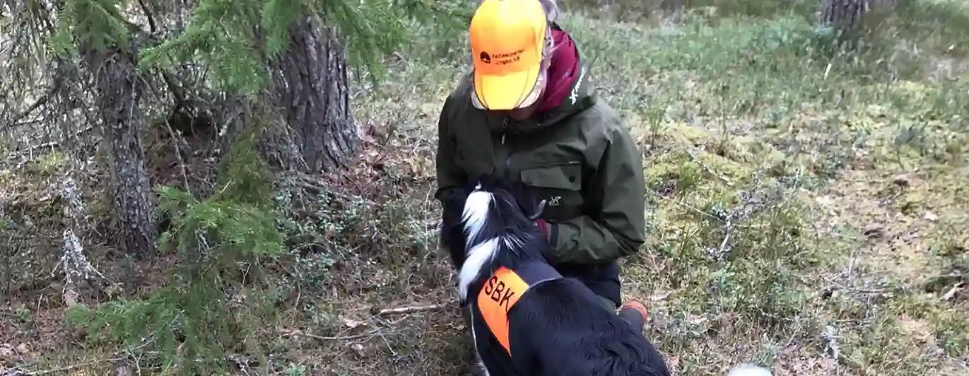 En hund med SBK-tjänstetecken får godisbelöning av en figurant som gömt sig i skogen.