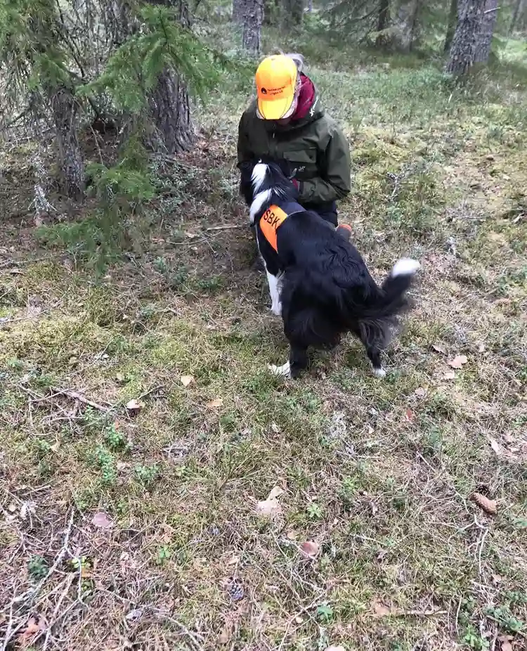 En hund med SBK-tjänstetecken får godisbelöning av en figurant som gömt sig i skogen.