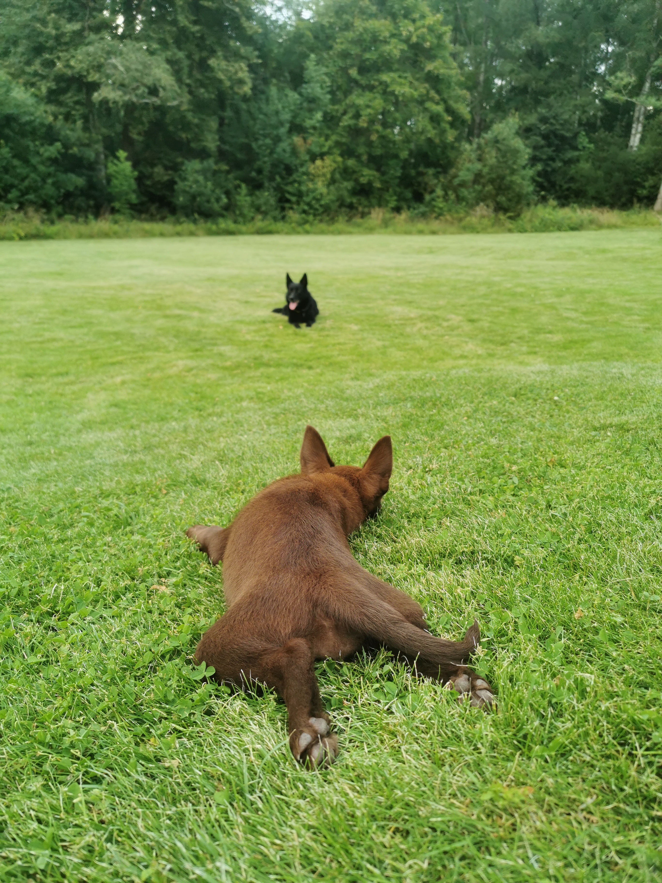 Valp ligger och spanar på vuxen hund i gräset.