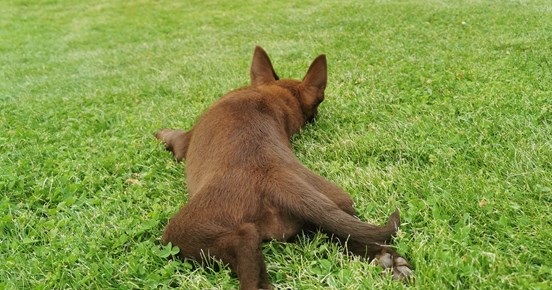 Valp ligger och spanar på vuxen hund i gräset.