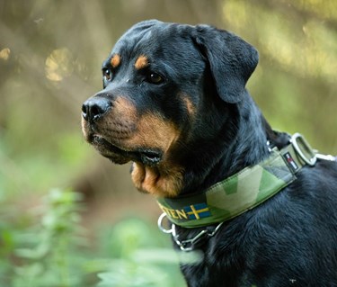 Fotograf: Magnus Fröderberg