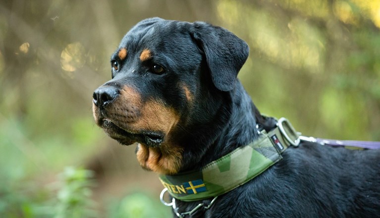 Fotograf: Magnus Fröderberg