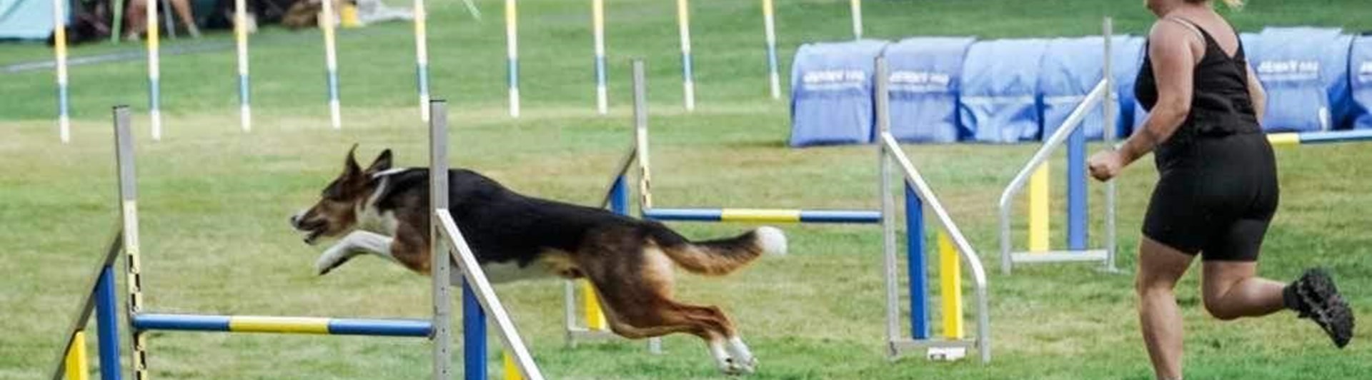 Hund i agilitytävling
