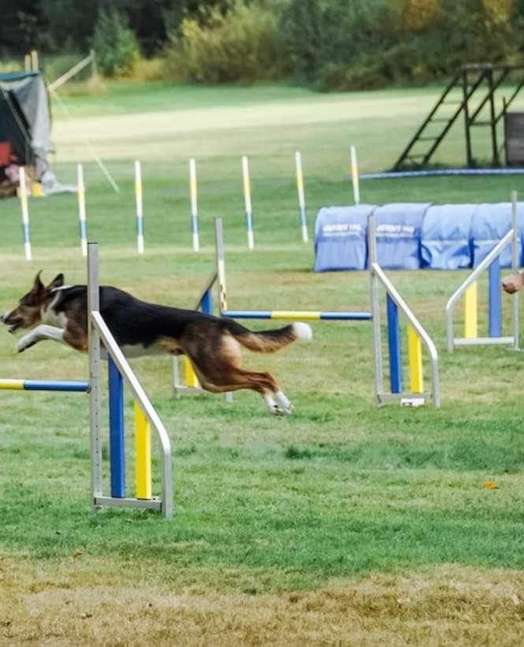 Hund i agilitytävling