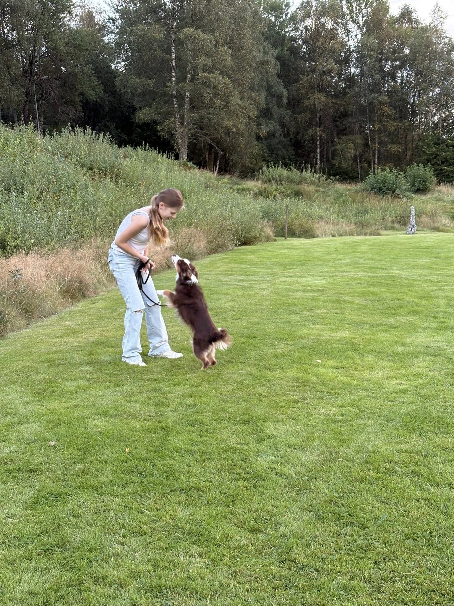 Hund hoppar på sin matte