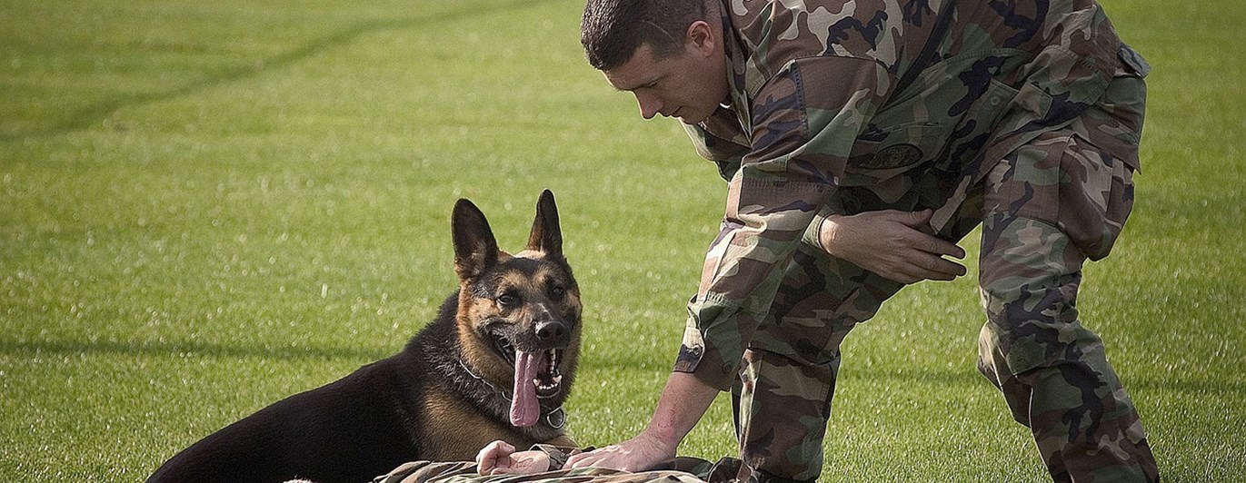 Tjänstehund - Patrull