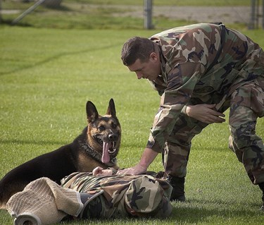 Tjänstehund - Patrull