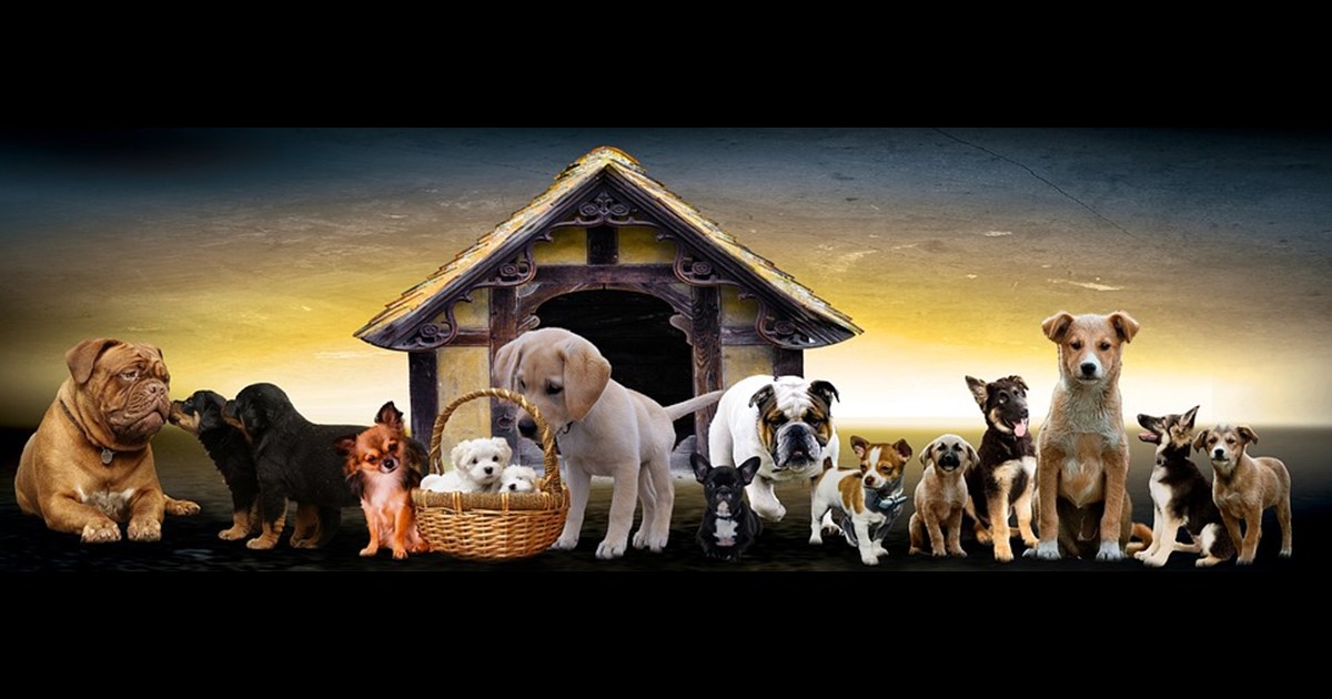 Välja ras, uppfödare och valp - Kopparbergs Brukshundklubb