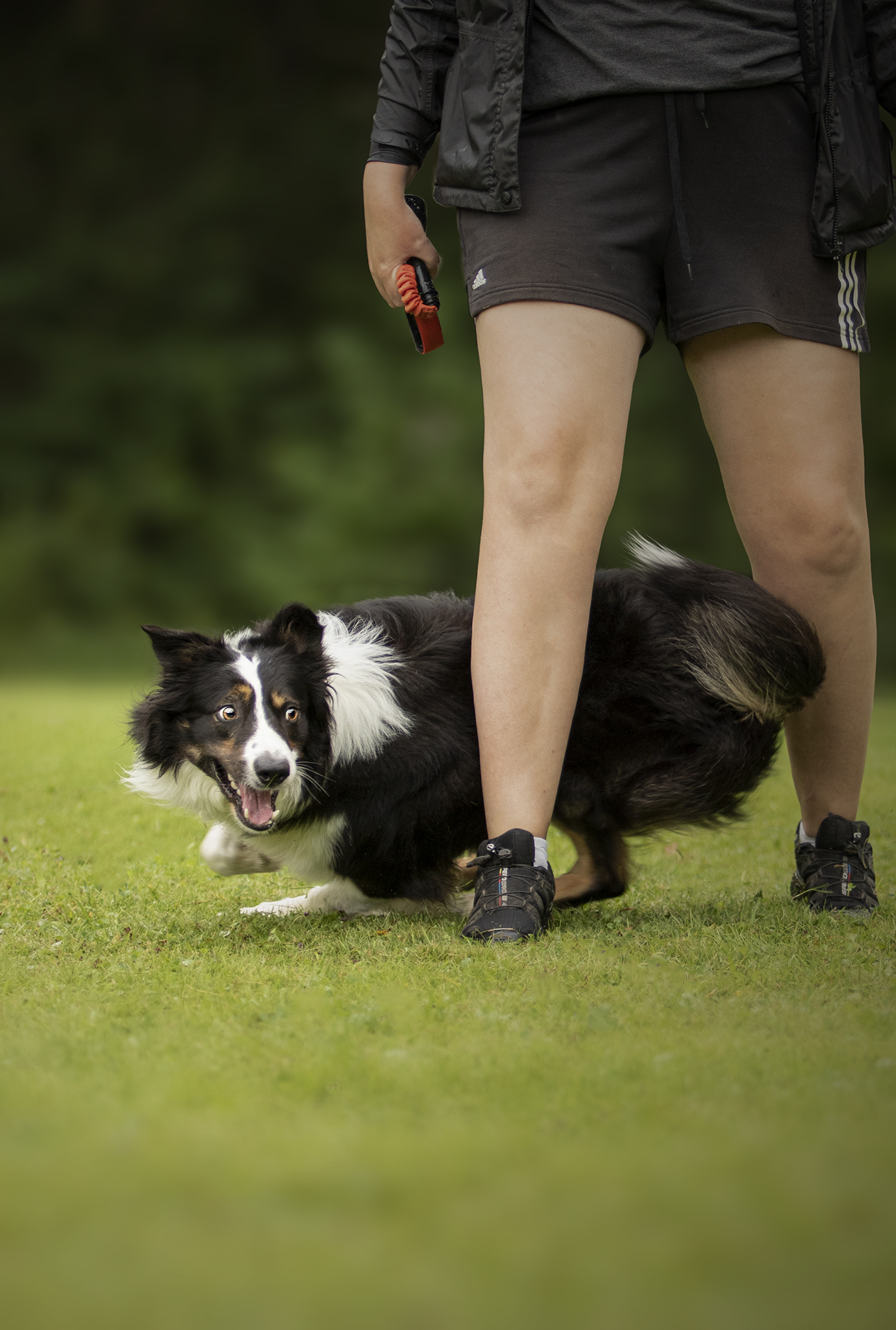 En svart hund som går runt förarens ben som i en åtta.
