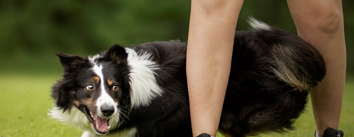 En svart hund som går runt förarens ben som i en åtta.