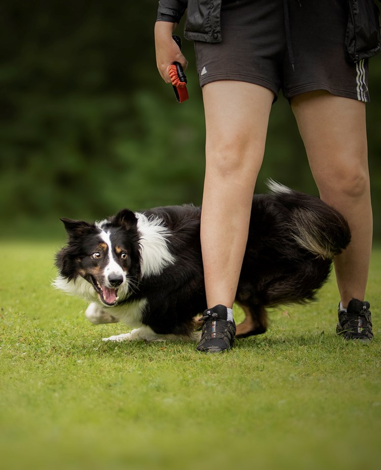 En svart hund som går runt förarens ben som i en åtta.