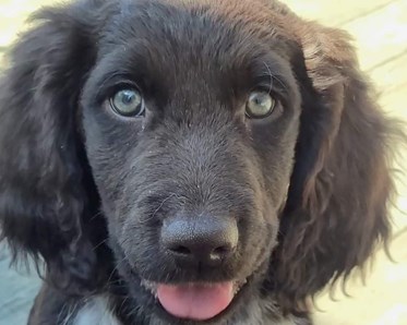 Valpkurs hos Herrljunga Brukshundklubb