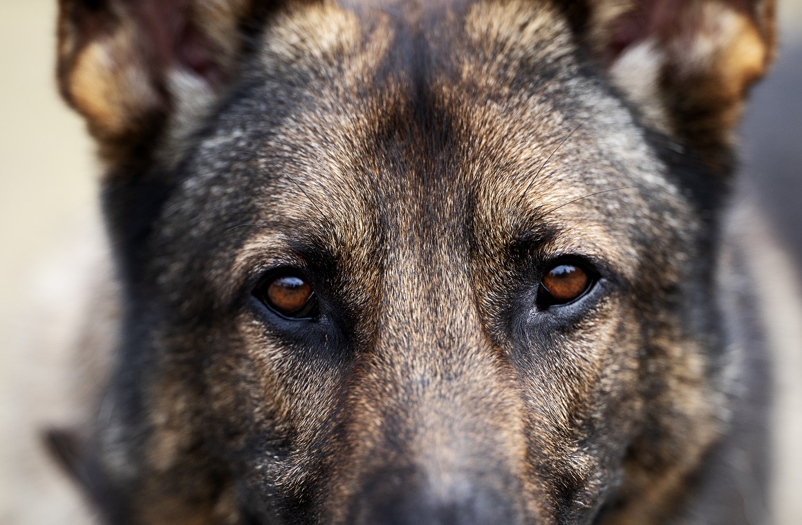 Fotograf: Nils-Petter Nilsson