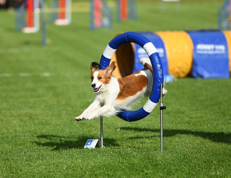 Hund som i hög fart hoppar genom ett agilitydäck
