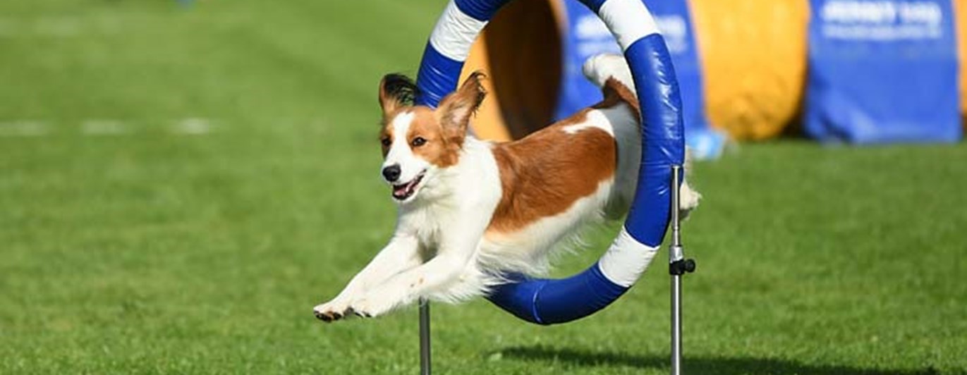 Hund som i hög fart hoppar genom ett agilitydäck