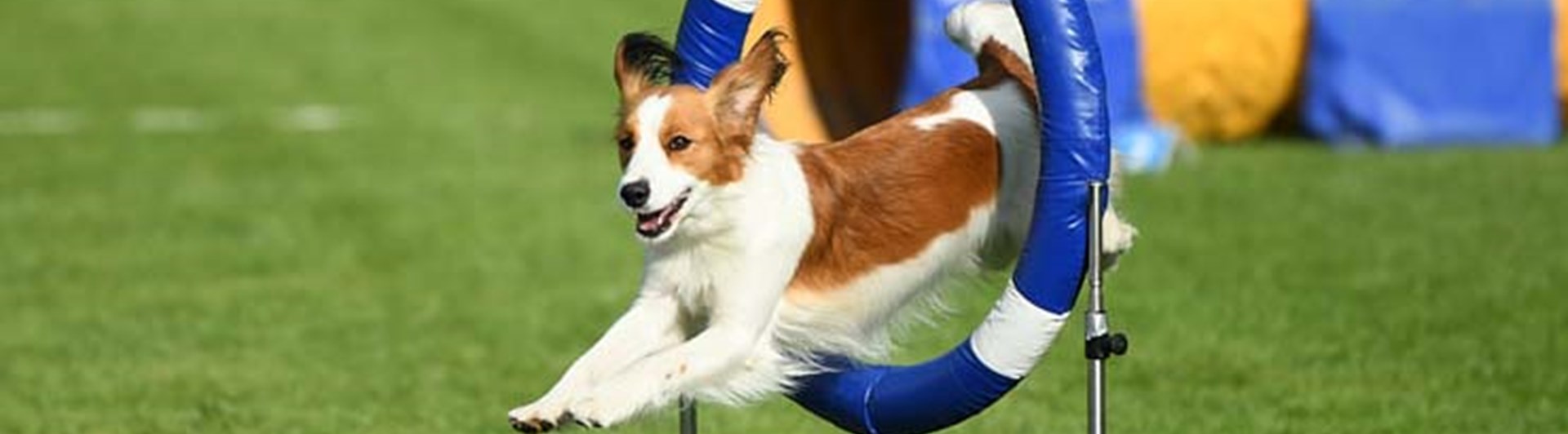 Hund som i hög fart hoppar genom ett agilitydäck