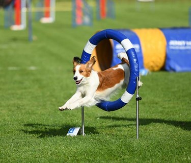 Hund som i hög fart hoppar genom ett agilitydäck