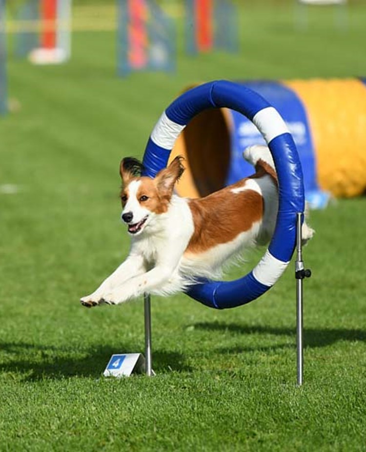 Hund som i hög fart hoppar genom ett agilitydäck