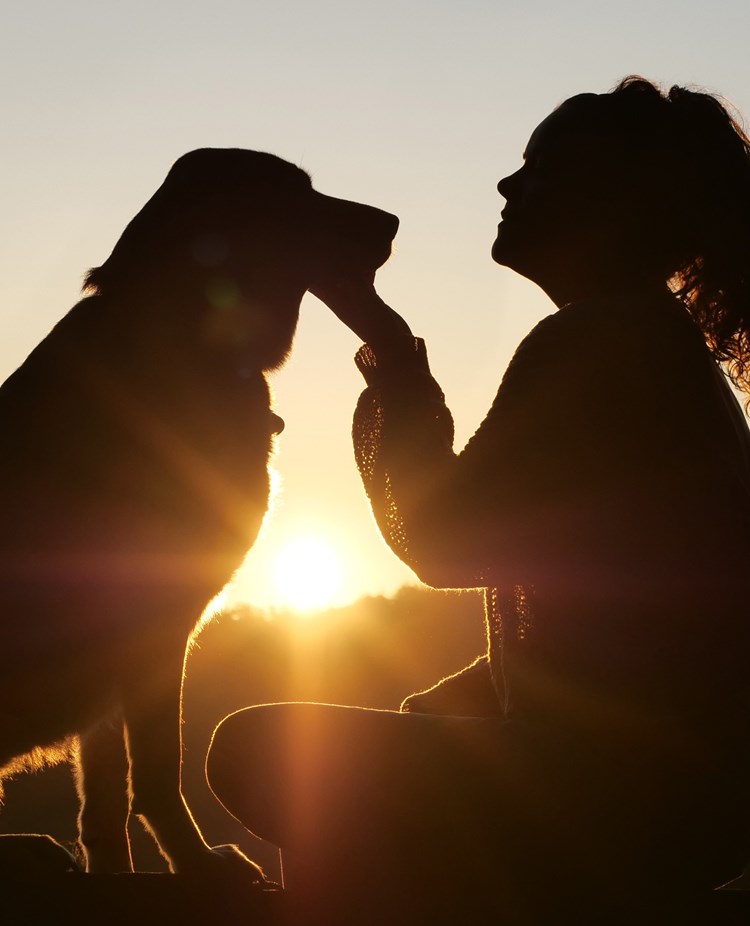 Gemenskap hund och människa i soluppgång