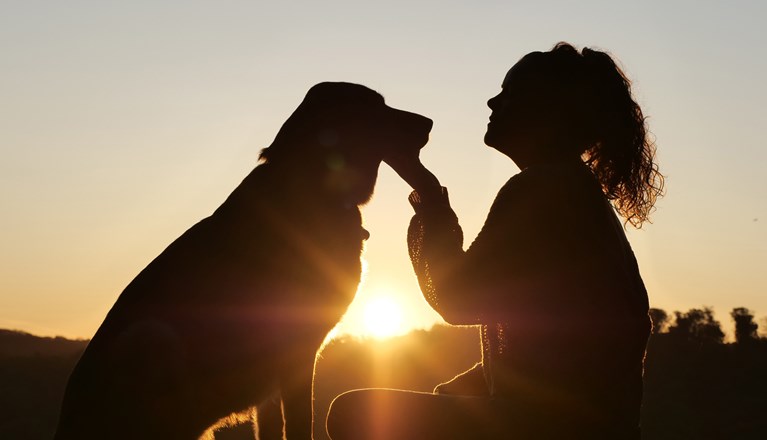 Gemenskap hund och människa i soluppgång