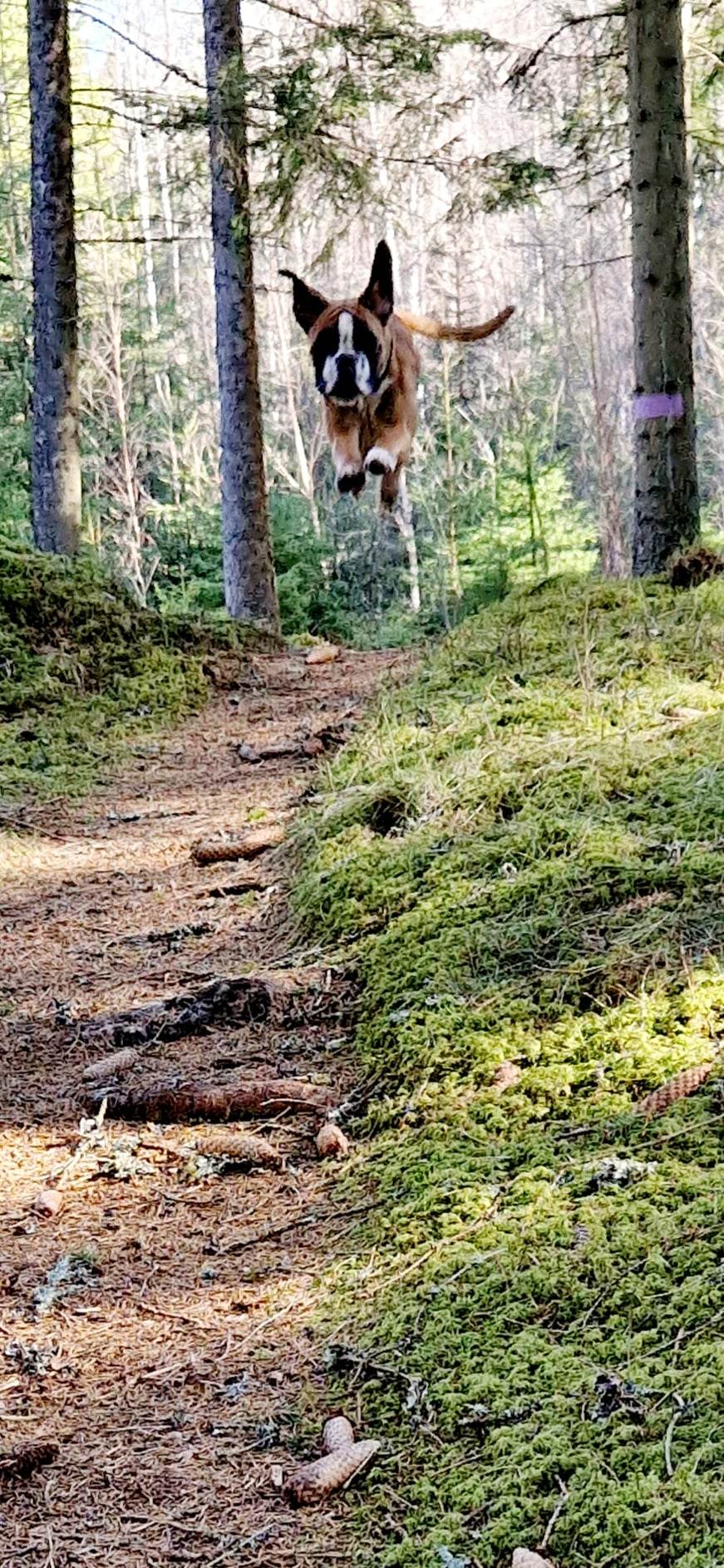 Hoppande hund i skogen
