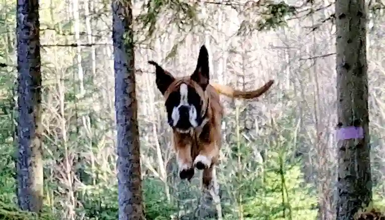 Hoppande hund i skogen