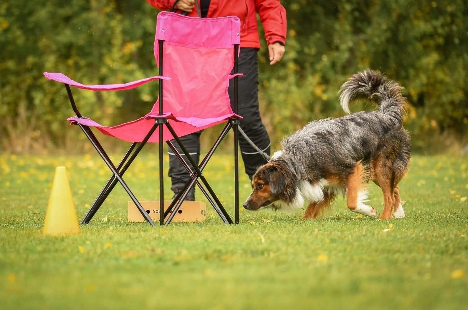 Nosework
Miniature American shepherd